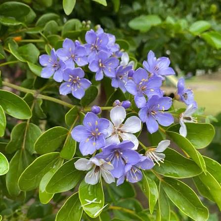 Lignum Vitae Flower Seeds
