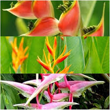 HELICONIA Flower Seeds
