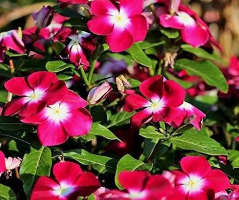 Red Hemlock Flower Seeds