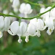 White Dicentra Seeds - Heirloom Non GMO High Germination Flower Seeds for Home Garden Planting