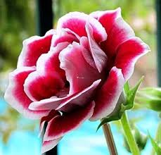 Gloxinia Flower Seeds