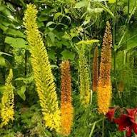 Eremurus Flower for Planting Heirloom Non-GMO High Germination Organic Garden for Colorful Landscapes Seeds - Heirloom