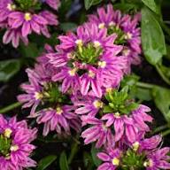 Pink Scaevola Flower Seeds Heirloom - Heirloom Non GMO Premium Garden Seeds for Planting, High Germination Outdoor Plant
