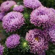 Violet Aster Flower Seeds