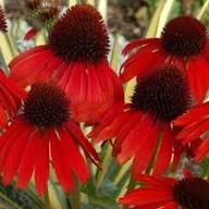 Red Echinacea Flower Seeds