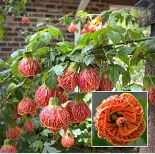 Red piecse Abutilon Flower seeds