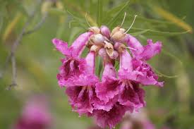 Pink Chilopsis Flower Seeds