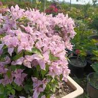 Pink Light Bougainvillea Flower Seeds