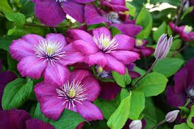 Marron Clematis Flower Seeds for Planting Heirloom Non-GMO High Germination Organic Garden Seeds Exotic Blooming Plants