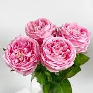 AUSTIN ROSE FLOWER SEEDS HEIRLOOM NON-GMO HIGH GERMINATION ORGANIC GARDEN SEEDS FOR PLANTING Seeds - Heirloom Non GMO Hi