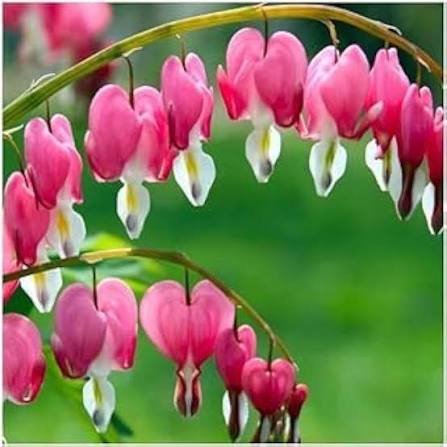Red Dicentra Spectabilis Flower