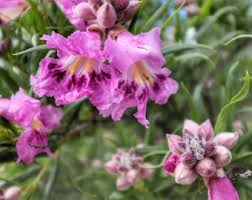 Pink Chilopsis Flower Seeds - Heirloom Non GMO Garden Seeds for Planting, High Germination Quality