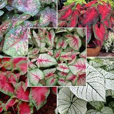 Mixed Caladium Flower Seeds Colorful Foliage - Heirloom Non GMO High Germination Organic Garden Seeds for