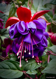 Fuchsia Flower Seeds Exotic