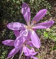 Pink Colchicum Flower Seeds - Heirloom Non GMO High Germination Flower Seeds for Planting