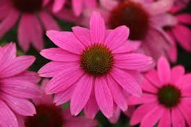 Pink Sunflower Seeds Heirloom Non - Heirloom Non GMO Premium Garden Seeds for Planting, High Germination Outdoor Plants