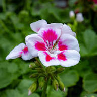 White Marron Geranium Flower Seeds