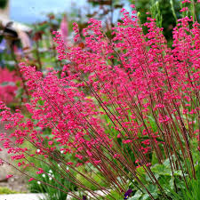 Heuchera Flower Exotic Flowering