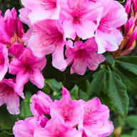 Pink Azalea Flower Seeds – Heirloom, Non-GMO, High Germination, Organic Garden Seeds - Heirloom Non GMO High