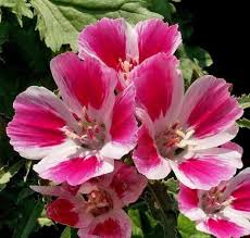 Pink Clarkia Flower Seeds - Heirloom Non GMO Garden Seeds for Planting, High Germination Quality