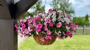 Pink White Petunia Flower Seeds
