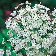 Gypsophila Flower Seeds