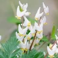 White Dicentra cucullaria Flower Seeds - Heirloom Non GMO High Germination Flower Seeds for Home Garden Planting