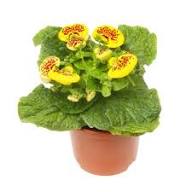 Calceolaria Flower Seeds - Heirloom, Non-GMO, High Germination Flower Seeds for Planting