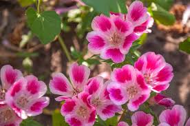 Pink Clarkia Flower Seeds - Heirloom Non GMO Garden Seeds for Planting, High Germination Quality
