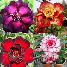 Mixed Desert Rose Flower Seeds