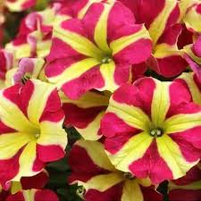 Pink Yellow Petunia Flower Seeds