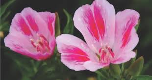 Pink Clarkia Flower Seeds - Heirloom Non GMO Garden Seeds for Planting, High Germination Quality