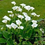 Calla Flower Seeds - Heirloom, Non-GMO, High Germination Flower Seeds for Planting