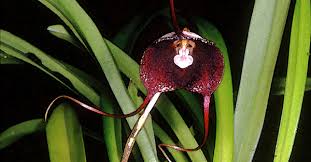 Dracula Simia Flower