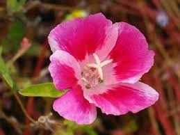 Pink Clarkia Flower Seeds - Heirloom Non GMO Garden Seeds for Planting, High Germination Quality