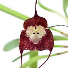 Dracula Simia Flower