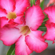 Pink Adenium Flower Seeds Exotic Flowering Plants Colorful Backyard Beauty Colorful Seeds for Planting Heirloom Non-GMO