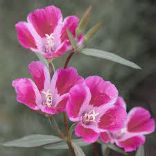 Pink Clarkia Flower Seeds - Heirloom Non GMO Garden Seeds for Planting, High Germination Quality