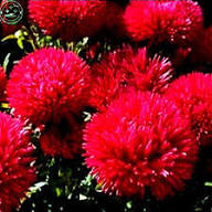 Red Aster Flower Flower Seeds - Heirloom Non GMO High Germination Organic Garden Planting Seeds