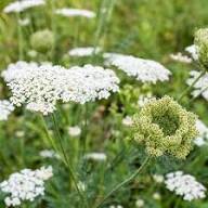 White Daucus Flower Seeds - Heirloom Non GMO High Germination Flower Seeds for Planting