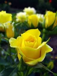 Rose Flower Seeds and Growing Exotic Flowering Plants for Colorful Backyard Beauty | Heirloom Non-GMO Premium Seeds...