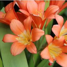Clivia Flower Seeds Premium Floral