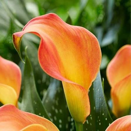 Orange Bonsai Calla Lily Flower Seeds