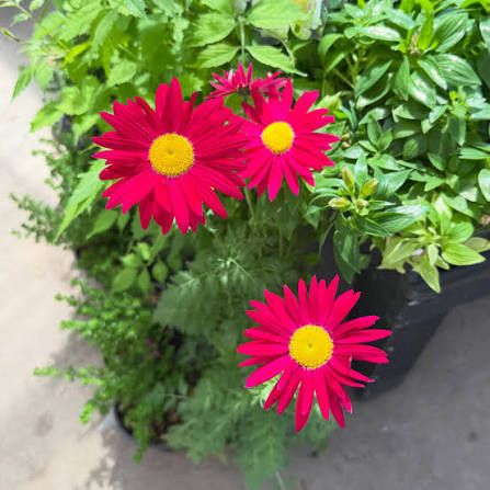Red Chamomile Flower Seeds Heirloom Non GMO High Germination Organic Garden Seeds for Colorful Seeds for Planting - Heir