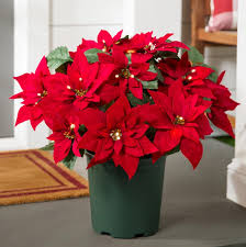 POINSETTIA FLOWER SEEDS HEIRLOOM NON-GMO HIGH GERMINATION ORGANIC GARDEN SEEDS FOR PLANTING Seeds - Heirloom Non GMO Hig