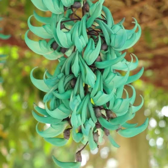 Green Strongylodon Flower Seeds