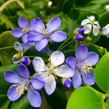 Lignum Vitae Flower Seeds