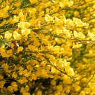 Cytisus Flower Seeds