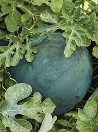 Bush Sugar Baby Watermelon Fruit Sweet Small Harvests For Home Fruit Seeds