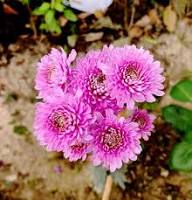 Pink Giant Chrysanthemum Flower Seeds Exotic Flowering Plants for Vibrant Backyard Beauty Seeds for Planting Heirloom No
